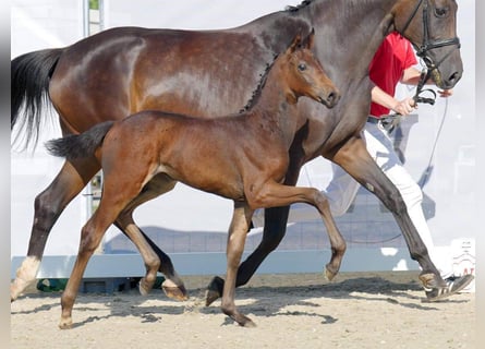 Westphalian, Mare, 1 year, 16.2 hh, Smoky-Black