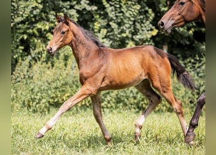 Westphalian, Mare, 1 year, Bay-Dark