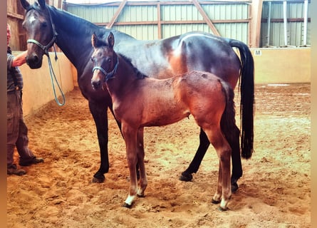 Westphalian, Mare, 1 year, Bay-Dark