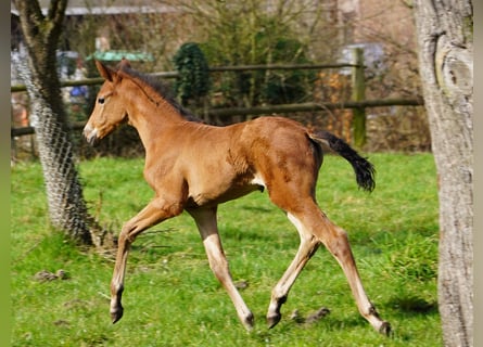 Westphalian, Mare, 1 year, Brown