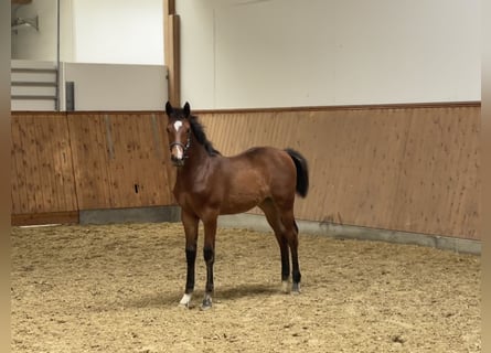 Westphalian, Mare, 1 year, Brown