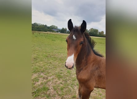 Westphalian, Mare, 1 year, Brown