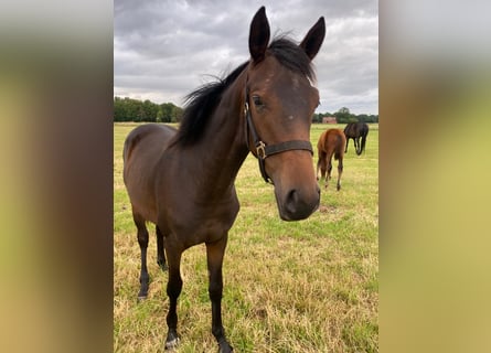 Westphalian, Mare, 1 year