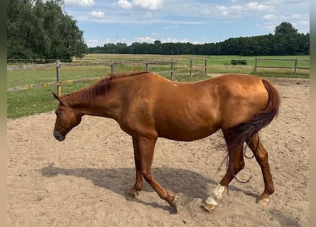 Westphalian, Mare, 23 years, 16,1 hh, Chestnut-Red