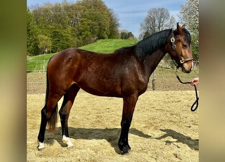 Westphalian, Mare, 2 years, 16.1 hh, Brown