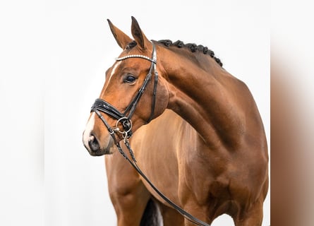 Westphalian, Mare, 2 years, 16 hh, Brown
