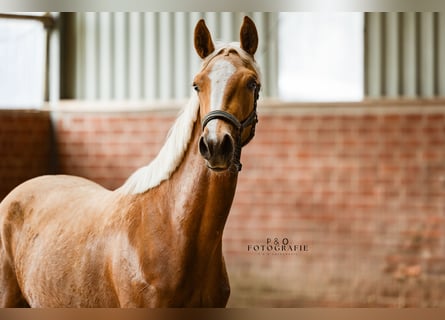 Westphalian, Mare, 2 years, 16 hh, Palomino