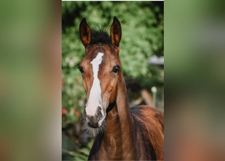 Westphalian, Mare, 2 years, Brown