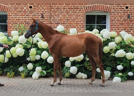 Westphalian, Mare, 2 years, Chestnut