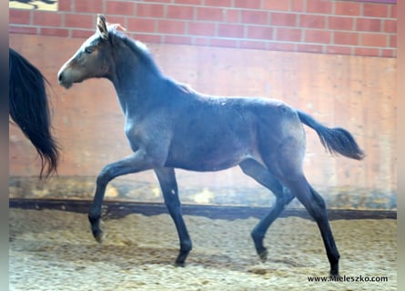 Westphalian, Mare, 2 years, Smoky-Black