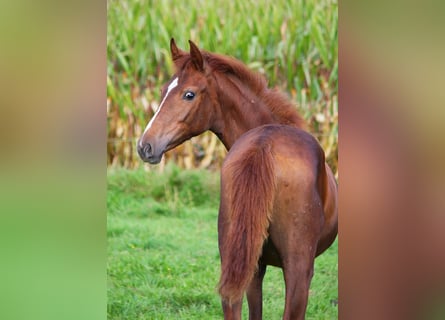 Westphalian, Mare, 3 years, 15.2 hh, Chestnut-Red