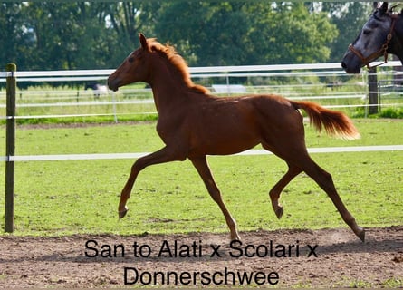 Westphalian, Mare, 3 years, 15.2 hh, Chestnut-Red