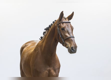 Westphalian, Mare, 3 years, 15.2 hh, Chestnut-Red