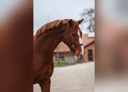 Westphalian, Mare, 3 years, 15.3 hh, Chestnut-Red