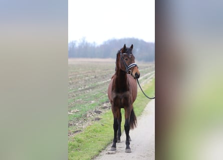 Westphalian, Mare, 3 years, 15,2 hh, Brown