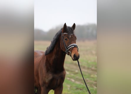 Westphalian, Mare, 3 years, 15,2 hh, Brown