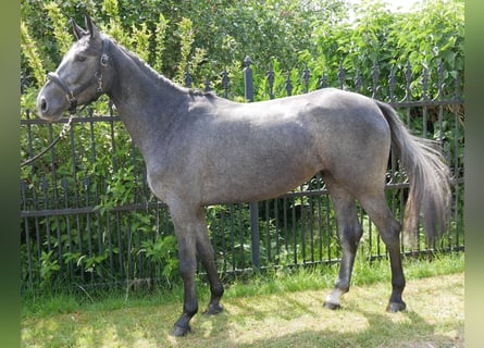 Westphalian, Mare, 3 years, 15,2 hh