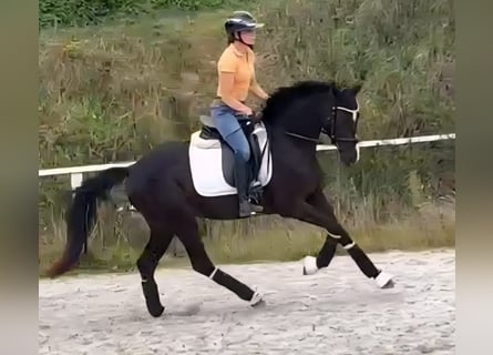 Westphalian, Mare, 3 years, 15,3 hh, Black
