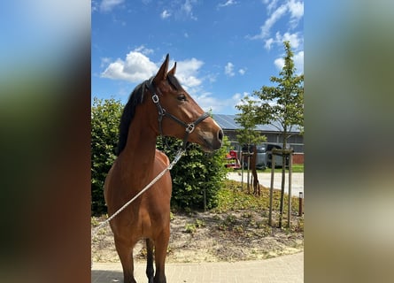 Westphalian, Mare, 3 years, 16.1 hh, Brown