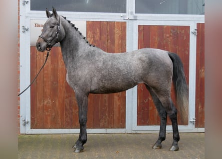 Westphalian, Mare, 3 years, 16,1 hh, Gray