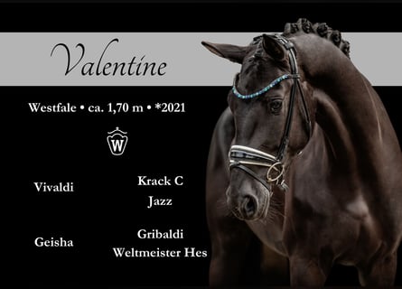 Westphalian, Mare, 3 years, 16,2 hh, Black