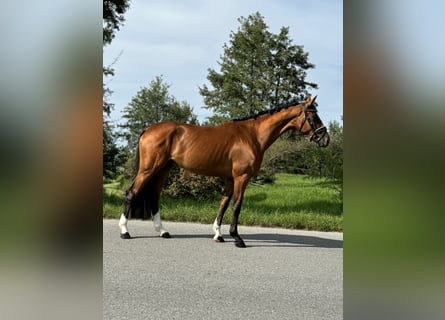 Westphalian, Mare, 3 years, 16,2 hh, Brown