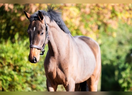 Westfale, Stute, 3 Jahre, 16,2 hh, Brauner