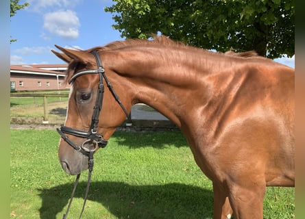 Westphalian, Mare, 3 years, 16,2 hh, Chestnut-Red