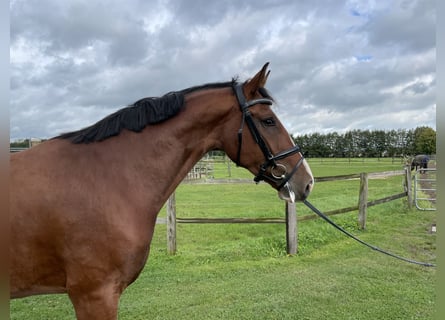 Westphalian, Mare, 3 years, 16,3 hh, Brown