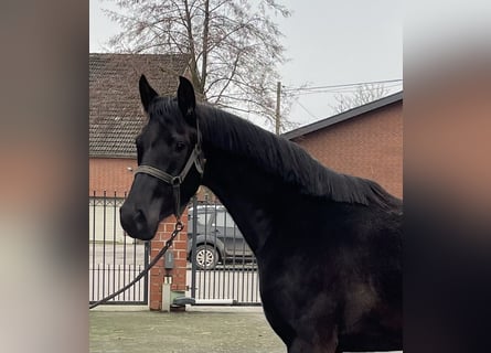 Westphalian, Mare, 3 years, 16 hh, Black