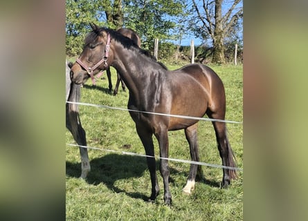 Westphalian, Mare, 3 years, 16 hh, Brown