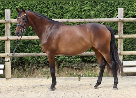 Westphalian, Mare, 3 years, 16 hh, Brown