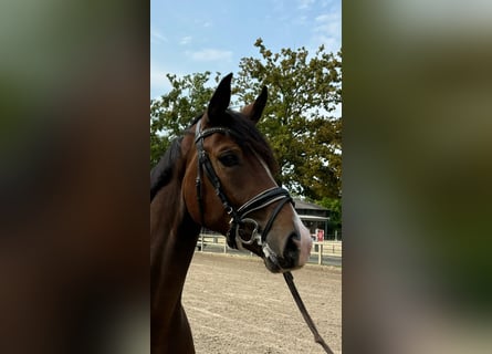 Westphalian, Mare, 3 years, 16 hh, Brown