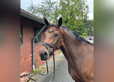 Westphalian, Mare, 3 years, 16 hh, Brown