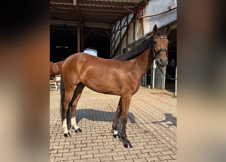 Westphalian, Mare, 3 years, 16 hh, Brown