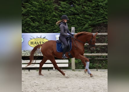 Westphalian, Mare, 3 years, 16 hh, Chestnut-Red