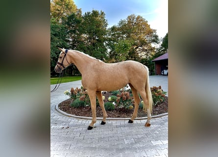 Westphalian, Mare, 3 years, 16 hh, Palomino