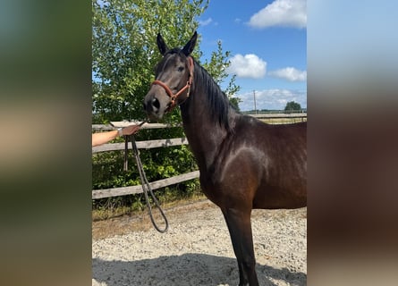 Westphalian, Mare, 3 years, 16 hh, Smoky-Black