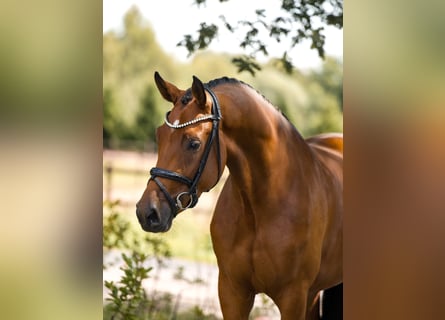 Westphalian, Mare, 3 years, 16,1 hh, Brown