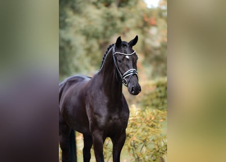 Westphalian, Mare, 3 years, 16,1 hh, Smoky-Black
