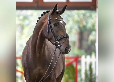 Westphalian, Mare, 3 years, 17 hh, Bay-Dark