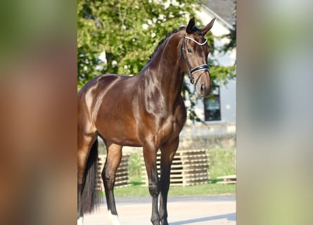 Westphalian, Mare, 3 years, 17 hh, Brown