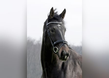 Westphalian, Mare, 3 years, 17 hh, Smoky-Black