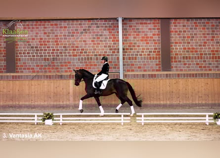 Westphalian, Mare, 3 years, Bay-Dark