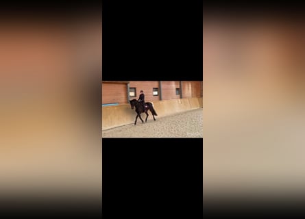 Westphalian, Mare, 4 years, 13.1 hh, Grey-Dark-Tan