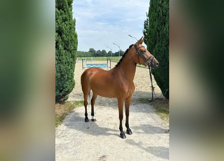 Westphalian, Mare, 4 years, 14 hh, Brown