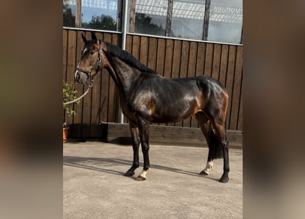 Westphalian, Mare, 4 years, 15.1 hh, Bay-Dark