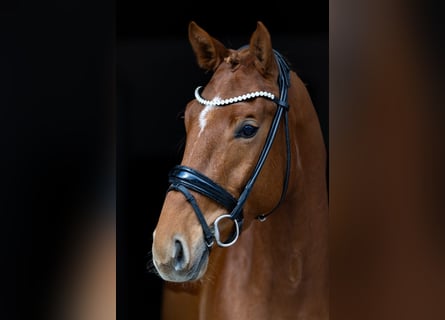 Westphalian, Mare, 4 years, 15.1 hh, Chestnut-Red