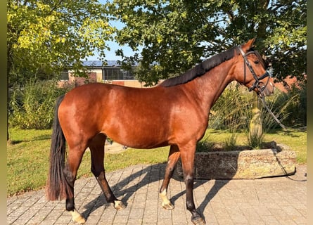 Westphalian, Mare, 4 years, 15.2 hh, Brown