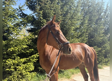 Westphalian, Mare, 4 years, 15.2 hh, Chestnut
